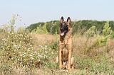 MALINOIS 231